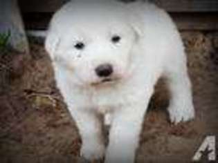 Yorkshire Terrier Puppy for sale in STANTON, MI, USA