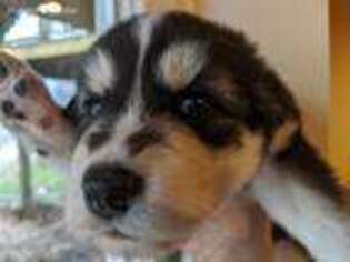 Native American Indian Dog Puppy for sale in Andreas, PA, USA