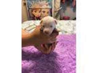 Jack Russell Terrier Puppy for sale in Chino, CA, USA