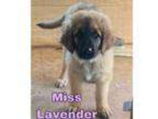 Leonberger Puppy for sale in North English, IA, USA