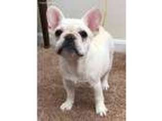 French Bulldog Puppy for sale in Potomac, MD, USA