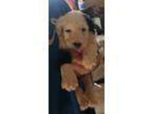 Mutt Puppy for sale in Brooksville, KY, USA