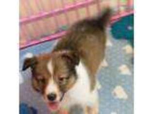 Shetland Sheepdog Puppy for sale in Berkeley Springs, WV, USA