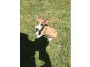 Bull Terrier Puppy for sale in Gainesville, TX, USA