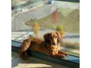 Dachshund Puppy for sale in Oak Brook, IL, USA