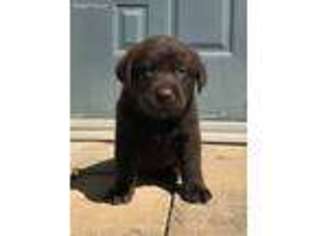 Labrador Retriever Puppy for sale in Sicklerville, NJ, USA