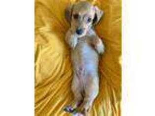 Dachshund Puppy for sale in Saratoga Springs, UT, USA