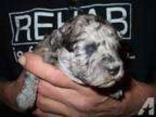 Mutt Puppy for sale in SUAMICO, WI, USA