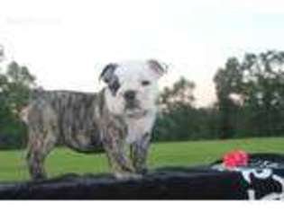 Bulldog Puppy for sale in Bradleyville, MO, USA