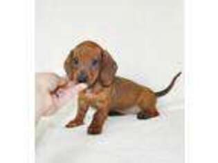 Dachshund Puppy for sale in Roseville, CA, USA