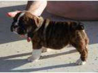 Bulldog Puppy for sale in Haskell, OK, USA