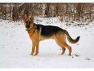 German Shepherd Dog Puppy for sale in Shevlin, MN, USA