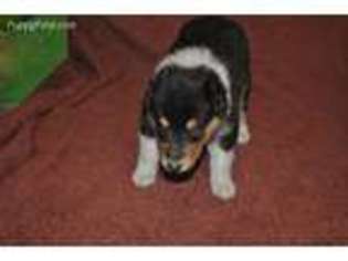 Collie Puppy for sale in Hillsboro, NH, USA