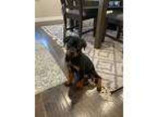 Rottweiler Puppy for sale in Denver, CO, USA