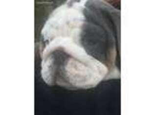 Bulldog Puppy for sale in Ravenna, OH, USA