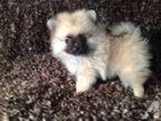 Pomeranian Puppy for sale in LEBANON, OR, USA