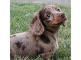 Dachshund Puppy for sale in Mountain Home, AR, USA