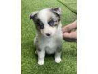 Miniature Australian Shepherd Puppy for sale in Wooster, OH, USA