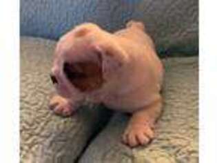 Bulldog Puppy for sale in Oakwood, IL, USA