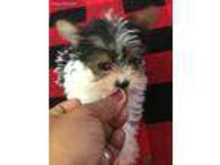 Yorkshire Terrier Puppy for sale in Melrose Park, IL, USA