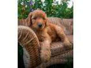 Goldendoodle Puppy for sale in Florence, MT, USA
