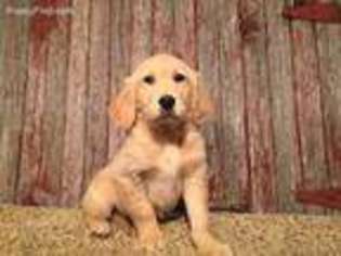 Golden Retriever Puppy for sale in Kensington, KS, USA