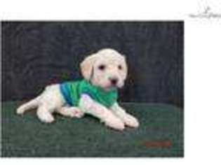 Labradoodle Puppy for sale in Beaumont, TX, USA