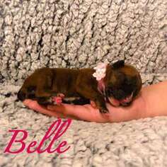Boxer Puppy for sale in Kyle, TX, USA