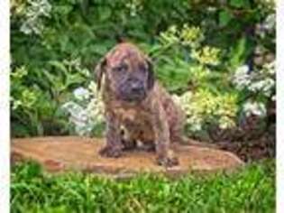 Mastiff Puppy for sale in New Providence, PA, USA