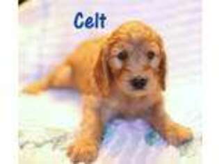 Irish Setter Puppy for sale in Spring Grove, PA, USA