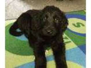 Goldendoodle Puppy for sale in Searcy, AR, USA