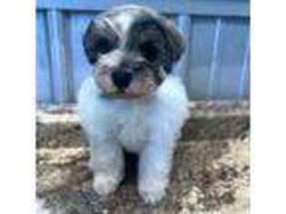 Mutt Puppy for sale in Timpson, TX, USA