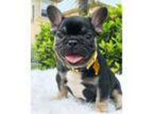 French Bulldog Puppy for sale in Pembroke Pines, FL, USA