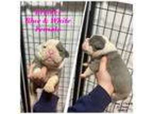Olde English Bulldogge Puppy for sale in Fremont, IN, USA