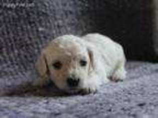 Mutt Puppy for sale in Amoret, MO, USA