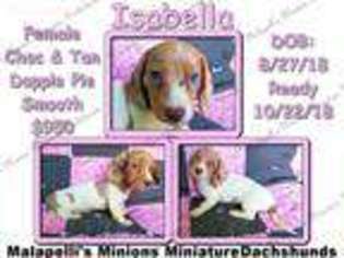 Dachshund Puppy for sale in Covington, KY, USA