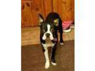 Boston Terrier Puppy for sale in Pine River, MN, USA