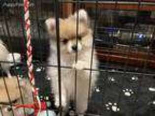 Medium Photo #1 Pomeranian Puppy For Sale in Colorado Springs, CO, USA