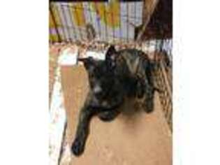 Dutch Shepherd Dog Puppy for sale in Normalville, PA, USA