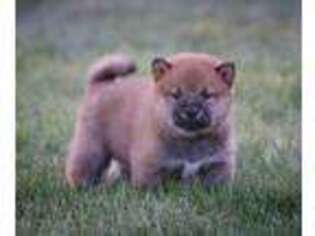Shiba Inu Puppy for sale in Shippensburg, PA, USA
