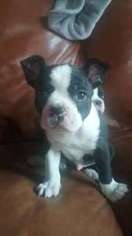 Boston Terrier Puppy for sale in Canaan, NH, USA