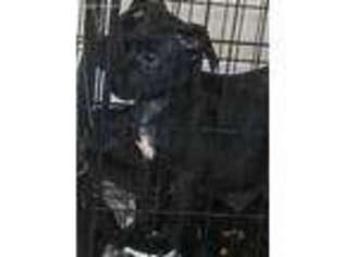 Cane Corso Puppy for sale in Markham, IL, USA