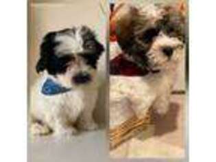 Puppyfinder Com Havanese Puppies Puppies For Sale Near Me In New Jersey Usa Page 1 Displays 10