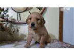 Golden Retriever Puppy for sale in Lansing, MI, USA