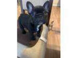 French Bulldog Puppy for sale in Spring, TX, USA