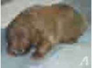 Chesapeake Bay Retriever Puppy for sale in BERRY CREEK, CA, USA