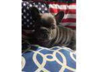 French Bulldog Puppy for sale in Oswego, KS, USA