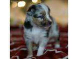 Miniature Australian Shepherd Puppy for sale in Mineral Wells, TX, USA