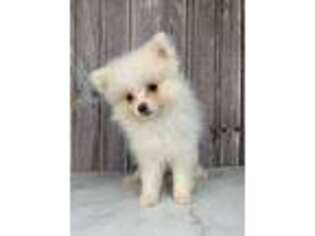 Pomeranian Puppy for sale in Erskine, MN, USA