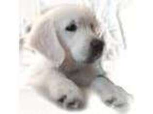Golden Retriever Puppy for sale in Bel Air, MD, USA